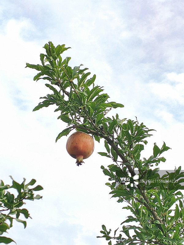 石榴图片素材