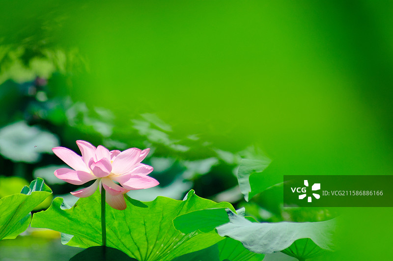 夏天盛开的粉白色荷花，植物花卉自然生态，荷塘池塘，立秋处暑，静物特写图片素材