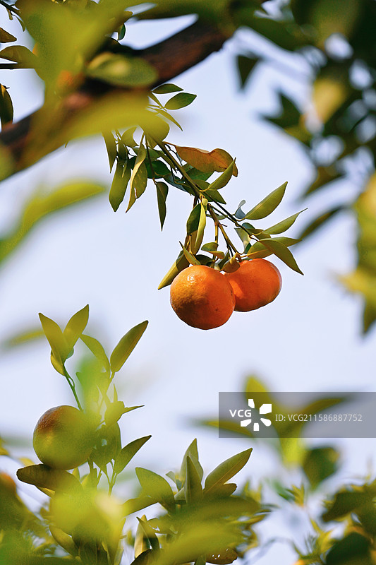柑橘挂在树上特写图片素材