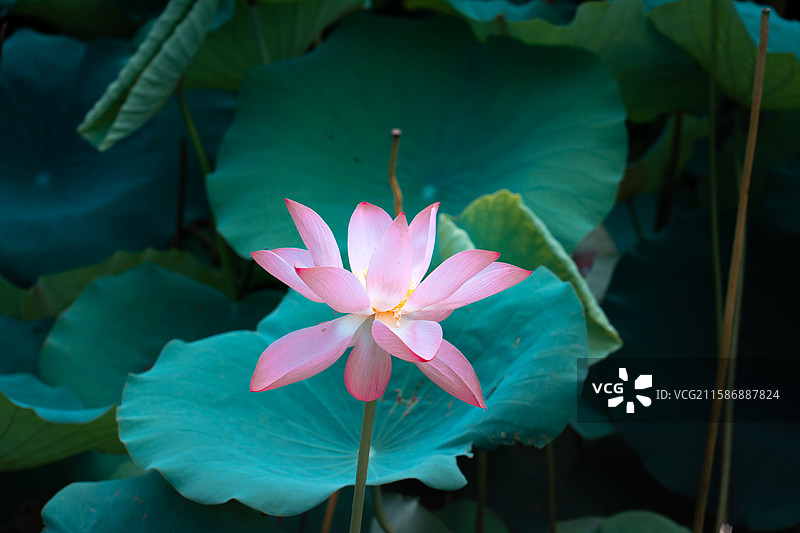 夏天荷花绿色背景图片素材