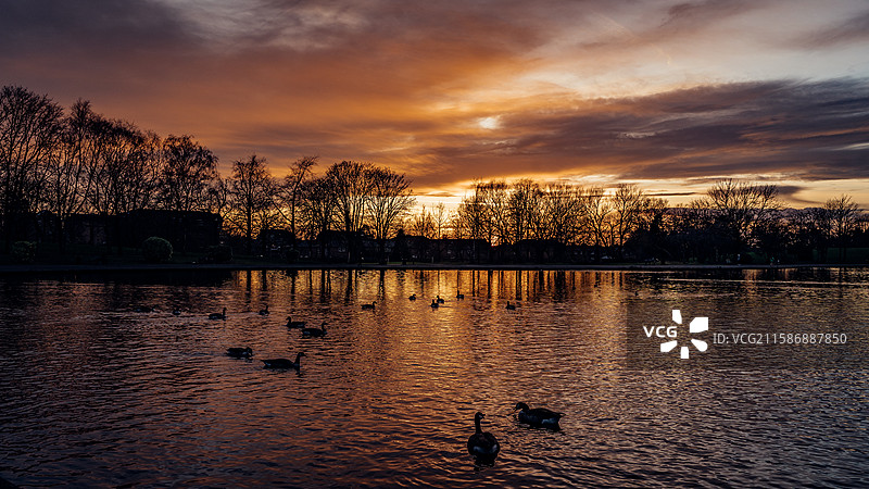 日落夕阳晚霞湖面上鸭子游泳图片素材