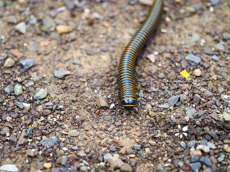 千足虫图片素材
