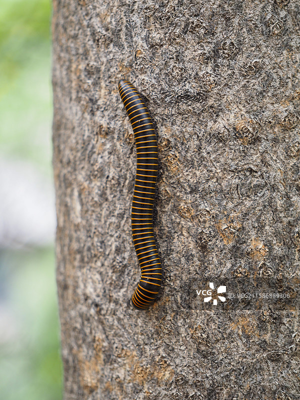 千足虫图片素材