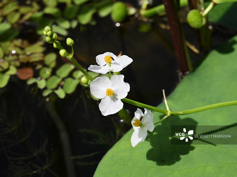 慈姑水生植物荷塘光影图片素材
