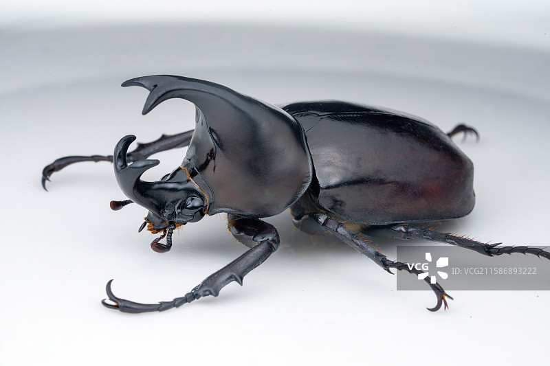 橡胶木犀金龟特写图片素材