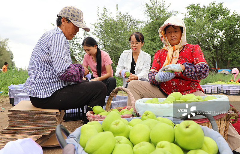 2025年8月11日，甘肃省张掖市民乐县六坝镇六坝村早酥梨种植基地，果农们正忙着采摘、分拣、包装。图片素材