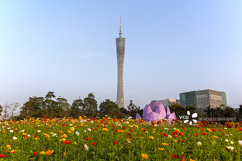 春天的广州塔景观图片素材