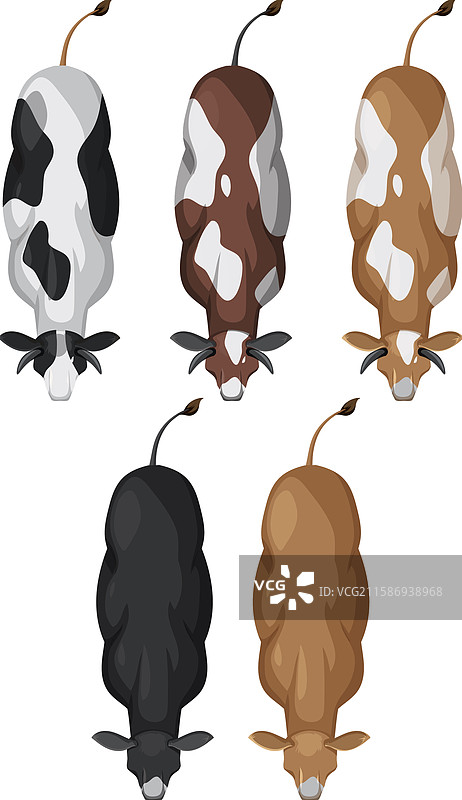 五头牛从俯视角度吃草图片素材