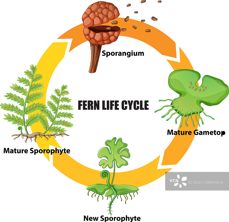 展示蕨类植物生长的各个阶段图片素材