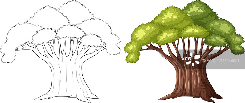 展示一棵树的轮廓和上色效果图片素材