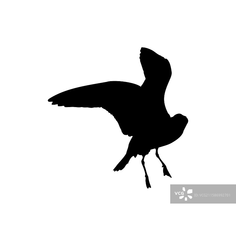 孤立在白色背景上的野鸟剪影图片素材