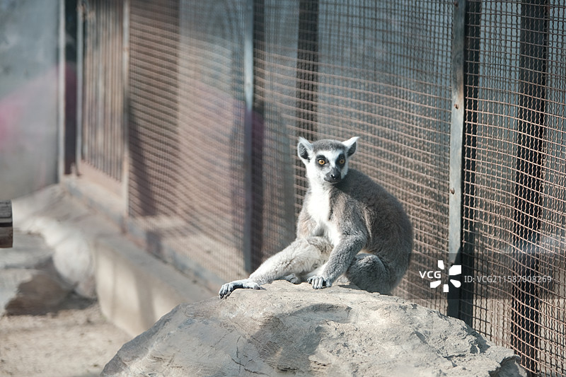 天津动物园，动物园中的动物特写镜头图片素材