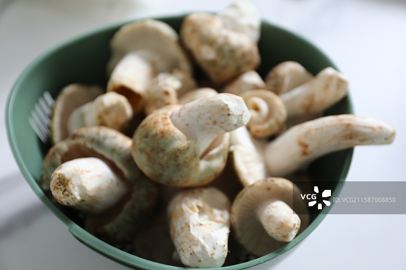 云南常见实用野生菌——青头菌图片素材