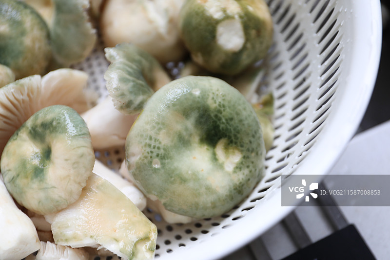 清洗干净的云南常见可食用野生菌——青头菌图片素材