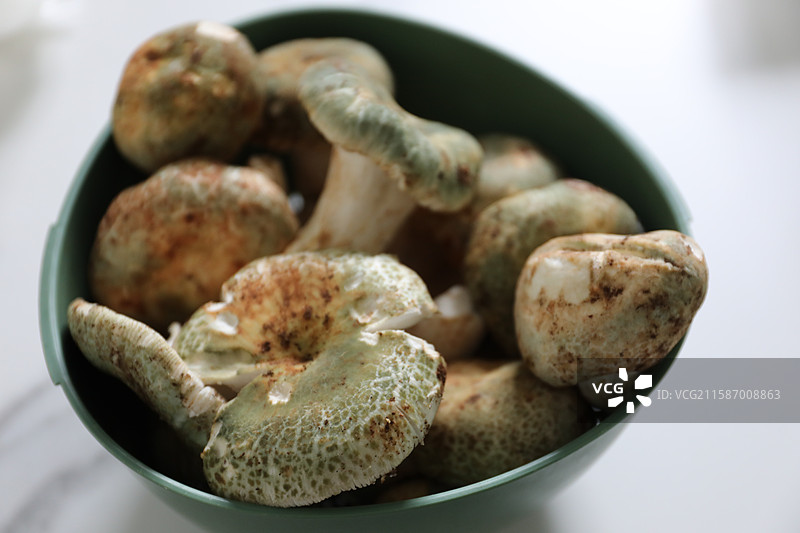 云南常见实用野生菌——青头菌图片素材