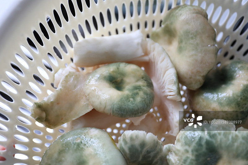 清洗干净的云南常见可食用野生菌——青头菌图片素材