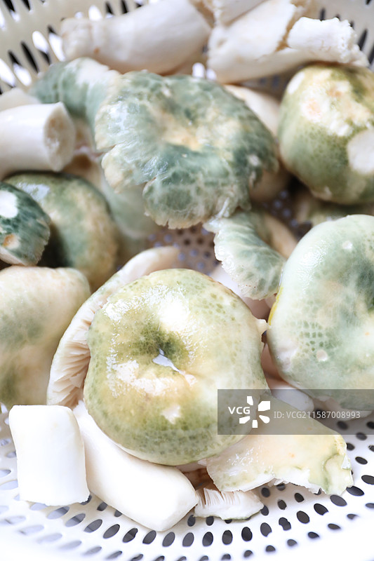 清洗干净的云南常见可食用野生菌——青头菌图片素材