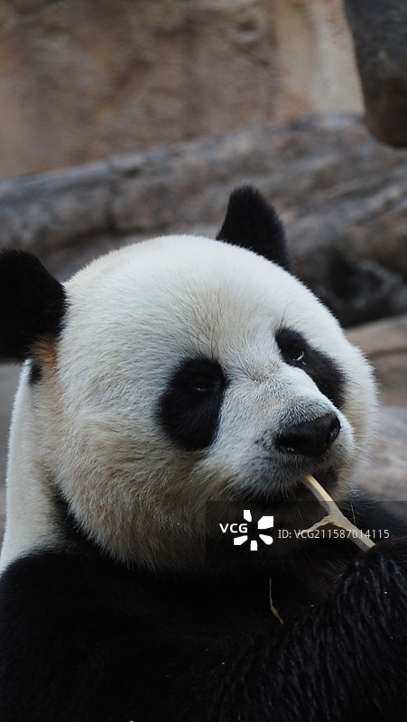 广州长隆野生动物世界 大熊猫 帅帅图片素材