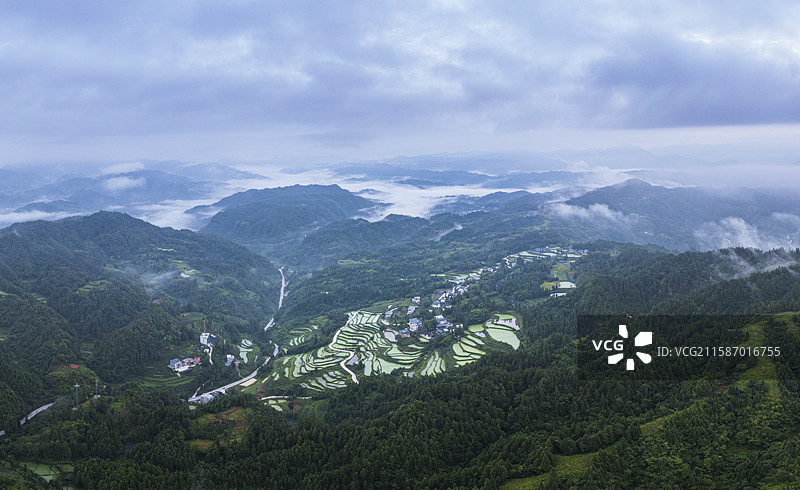 湖北利川大凉风垭云端上的莼菜田园风光图片素材