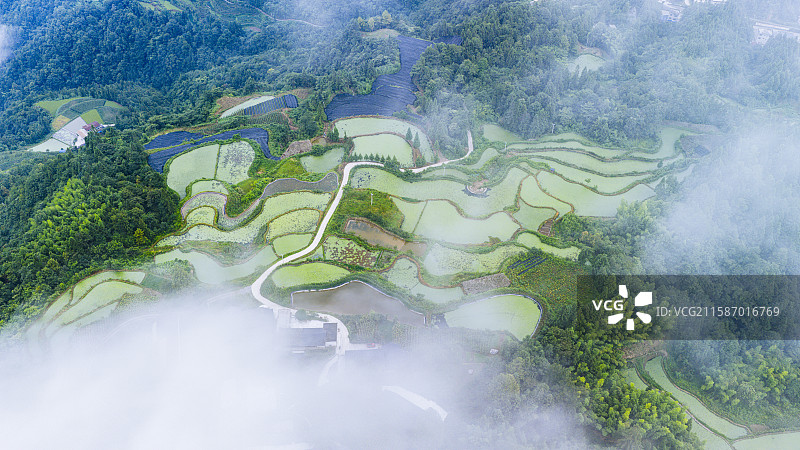 湖北利川大凉风垭云端上的莼菜田园风光图片素材