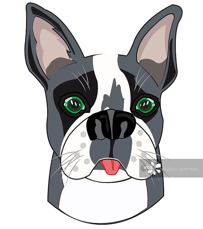 白色背景上的犬类梗犬被隔离。图片素材