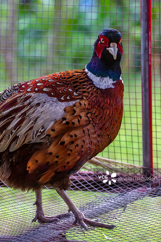 四川省绵阳市人工饲养的野鸡，山鸡，锦鸡，鸟类，动物图片素材