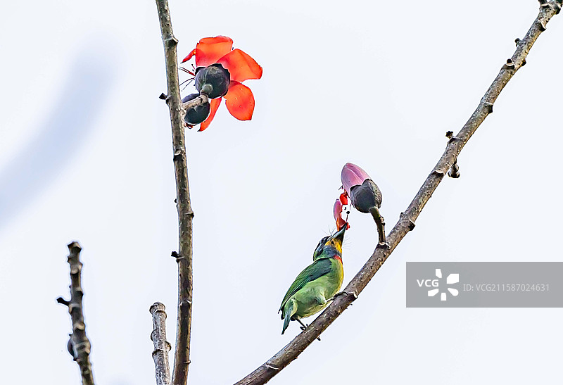 黑眉拟啄木鸟图片素材