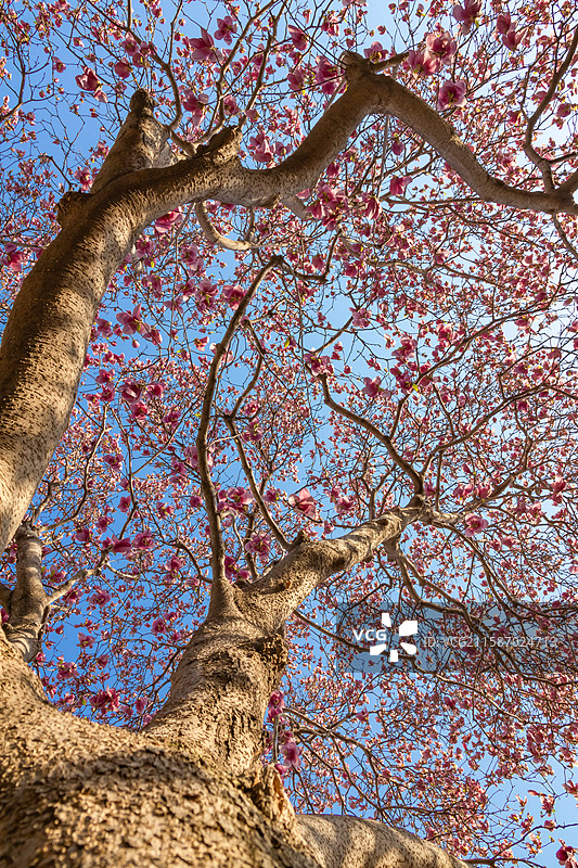 青岛 城阳 小寨子 春天 玉兰花 粉玉兰 古建筑 中式庭院 百年古树 百年玉兰图片素材