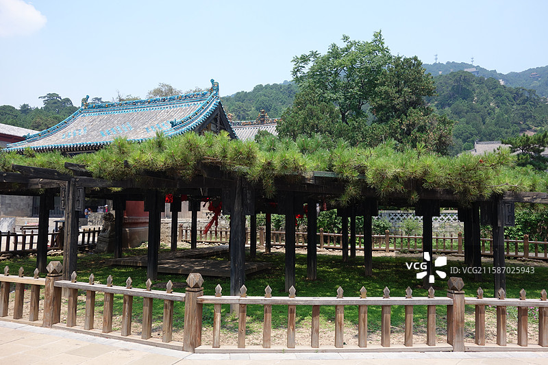 山西省太原市天龙山圣寿寺蟠龙松图片素材