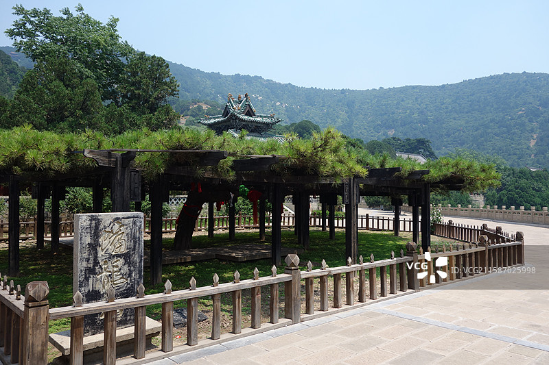 山西省太原市天龙山圣寿寺蟠龙松图片素材
