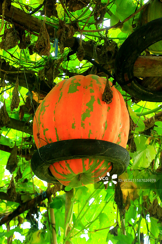 碧水云天赋锦绸，新荷雁影共清秋  千帆载得江南韵，一城铺展盛世猷  绿染楼台春未老，歌飞阡陌梦长留图片素材