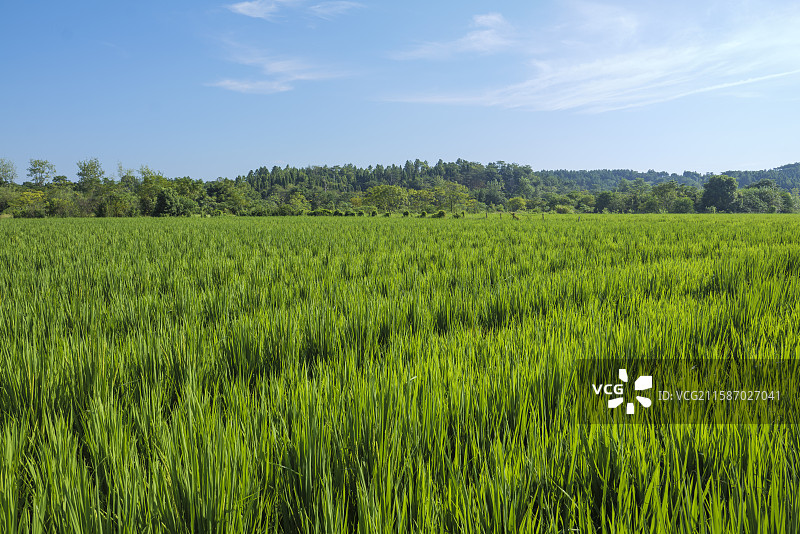 超级水稻杂交育种图片素材