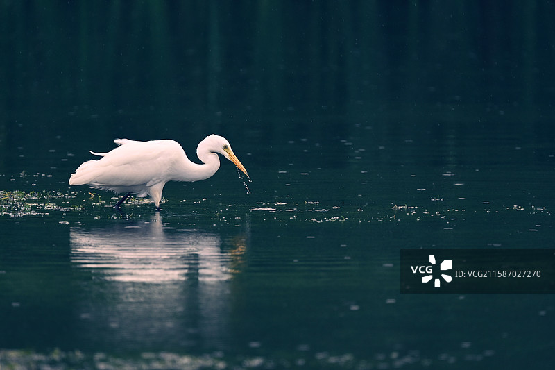 河间鹭影图片素材