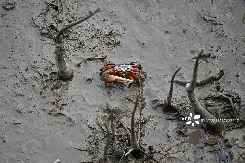 螃蟹图片素材