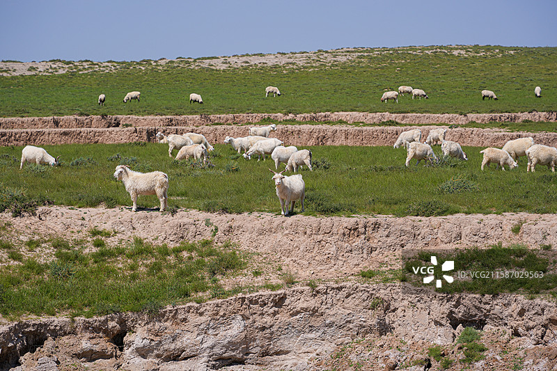 鄂托克旗草原牧羊图片素材