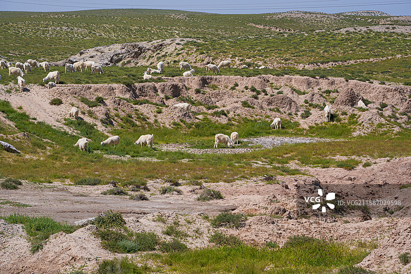鄂托克旗草原羊群图片素材