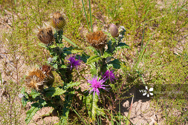 骆驼吃的荒漠草原里的火媒草图片素材