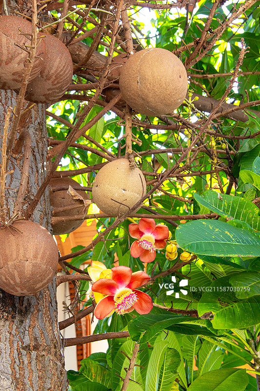 炮弹树的花朵和果实图片素材