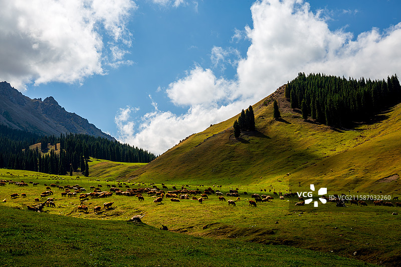 新疆鹿角湾牧场风光图片素材