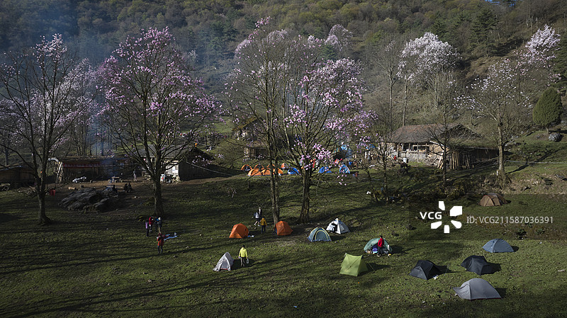 辛夷花图片素材