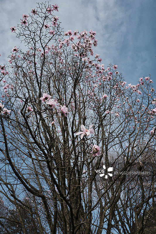 辛夷花图片素材
