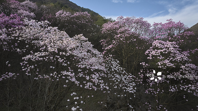 辛夷花图片素材