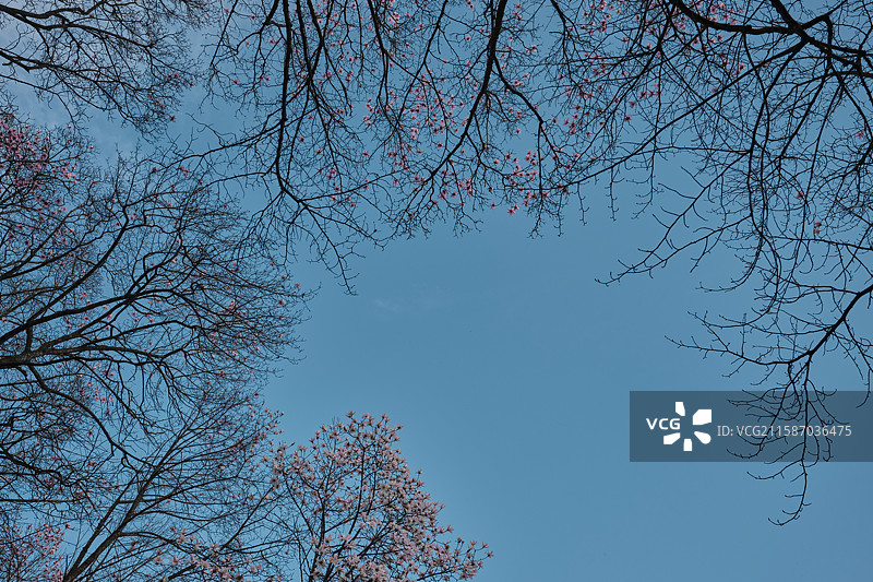 辛夷花图片素材