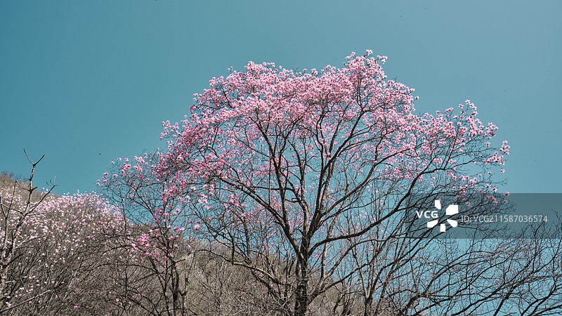 辛夷花图片素材