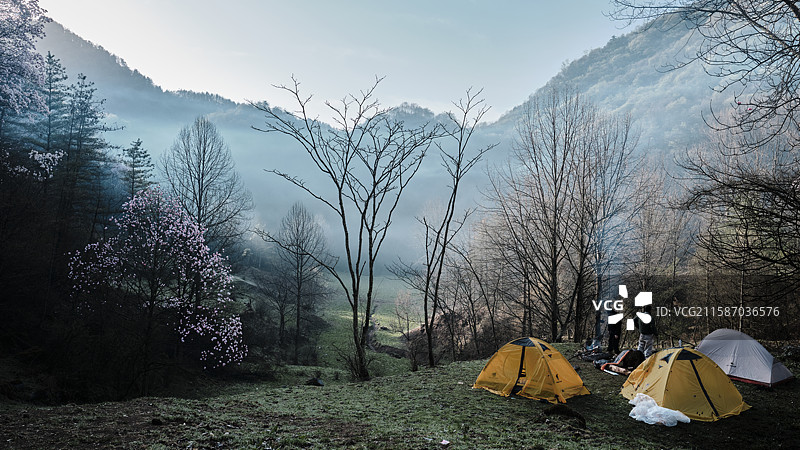 辛夷花图片素材