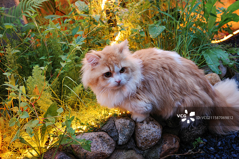 暖光绿植庭院里的长毛橘猫 萌宠与自然的温馨邂逅图片素材