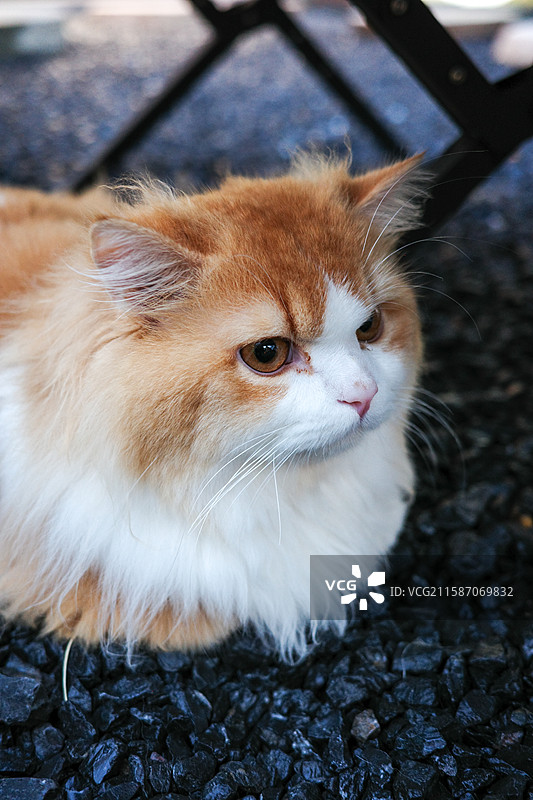 慵懒橘白长毛猫 户外碎石地萌态特写图片素材