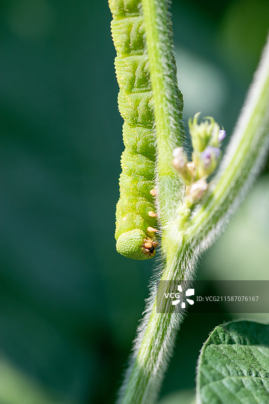 连云港灌云特色美食豆丹豆天蛾幼虫图片素材