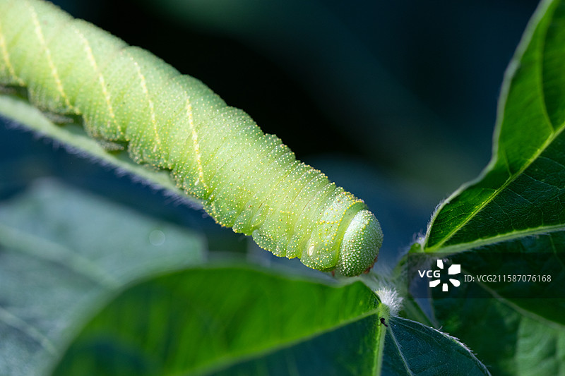 连云港灌云特色美食豆丹豆天蛾幼虫图片素材