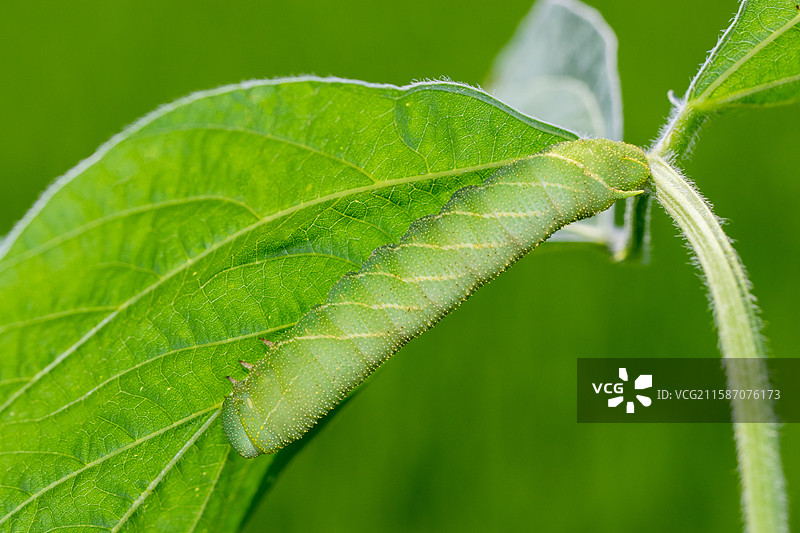 连云港灌云特色美食豆丹豆天蛾幼虫图片素材